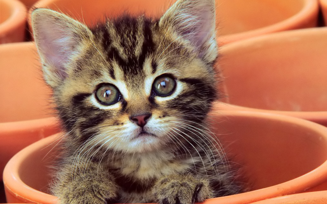 Cute-Kitten-kittens-16122061-1280-800.jpg