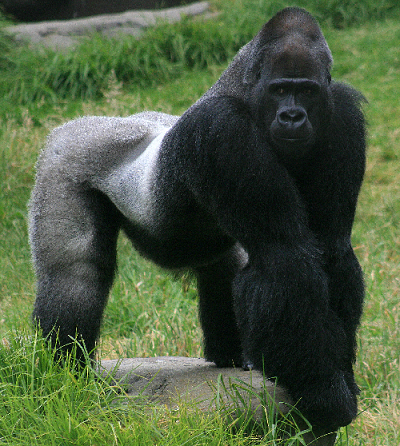 gorilla.png
