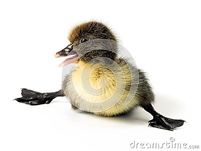 baby-duck-4846907.jpg