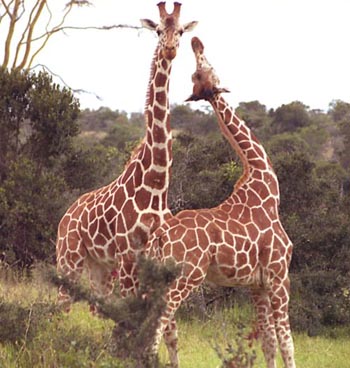 giraffe_5.jpg