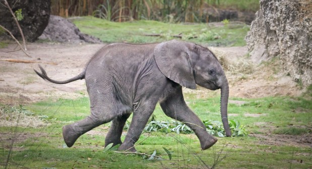 Two-month-old Corra sprints across the elephant habitat in Animal Kingdom on Feb. 15. (Joe Burbank/Orlando Sentinel)