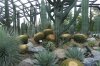 45 arid garden DSC08461.jpg