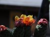Flowering Cactus.JPG