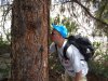 Sniffing Ponderosa Pine.jpg