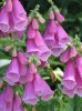 my foxgloves.JPG