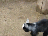 baby goat.gif