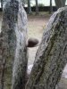 Clava Cairns 2.jpg