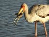 Yellow Billed Stork.JPG