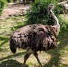 8695-AK_KSafari ostrich 8695.jpg