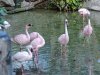 18-8581-AK_DiscIsland flamingos 8581.jpg