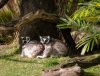 18-9135-AK_DiscIsland lemur 9135.jpg