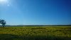 14 Canola fields near Parkes DSC_0728.JPG