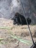 gorilla 4.jpeg