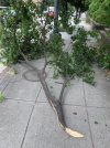 The tree that fell on me.jpg