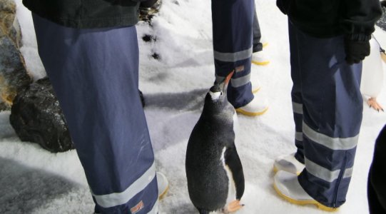 Penguins 1.JPG