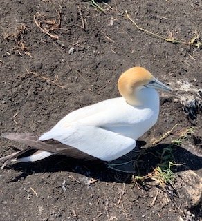 Day 1 Gannets 5 - Copy.jpg