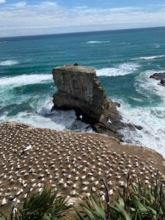 Day 1 Gannets 1 - Copy (2).jpg