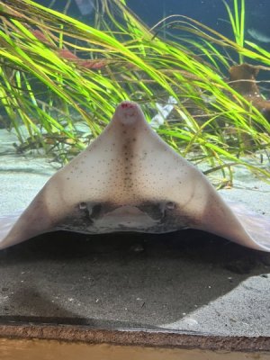 hurt stingray.jpeg