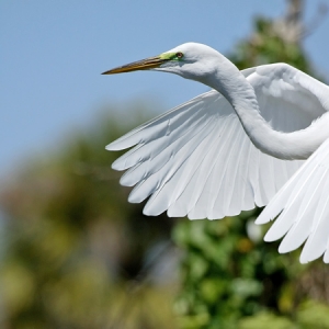 Great Egret in flight