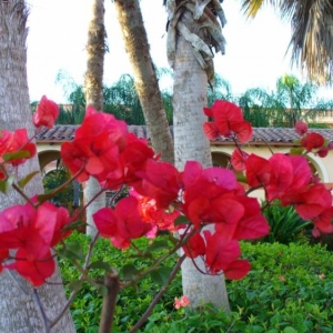 Coronado Springs flowers