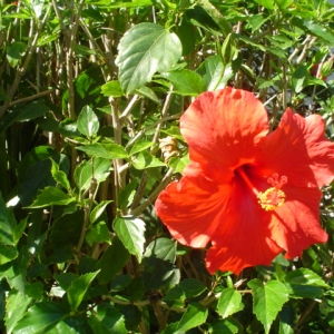 Hibiscus