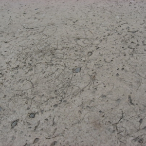 Pavement outside of Expedition Everest