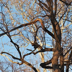 Sunset on trees