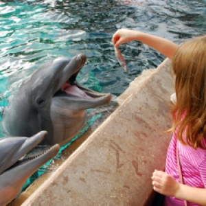 Dolphin Cove