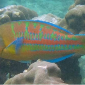 Christmas Wrasse