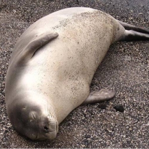 Sleeping Hawaiian Monk Seal