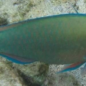 Green Parrotfish