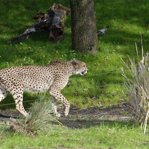 Cheetah