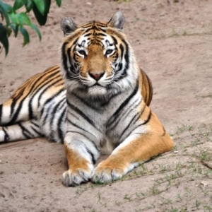 Bengal Beauty