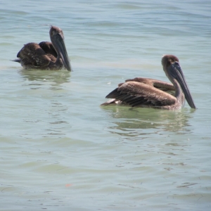 Smathers Beach