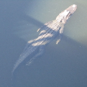 BCV Alligator