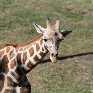 Animal-Kingdom-Lodge-Animals-014