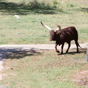 Animal-Kingdom-Lodge-Animals-015