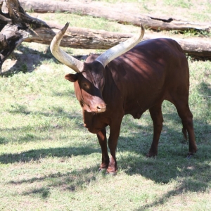 Animal-Kingdom-Lodge-Animals-016