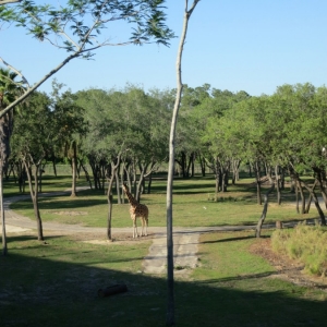 Animal-Kingdom-Lodge-Animals-021