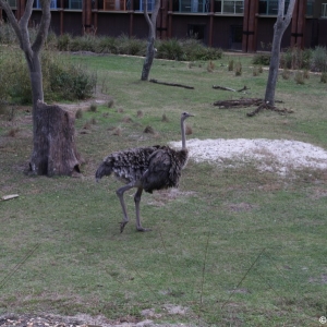 Animal-Kingdom-Lodge-Animals-028