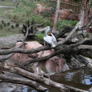 Animal-Kingdom-Lodge-Animals-029