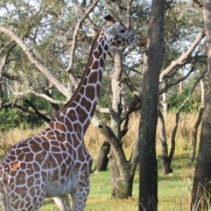 Kilimanjaro Safari-giraffe