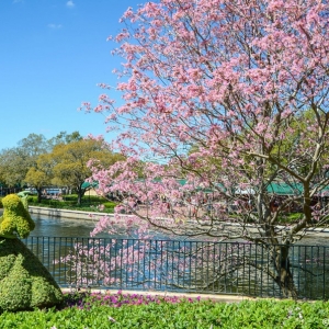 WDWINFO-Epcot-Flower-Garden-2014-114