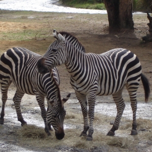 Grant's Zebras