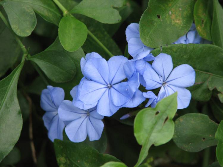 AK blue flower
