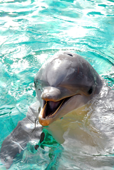 Dolphin Cove