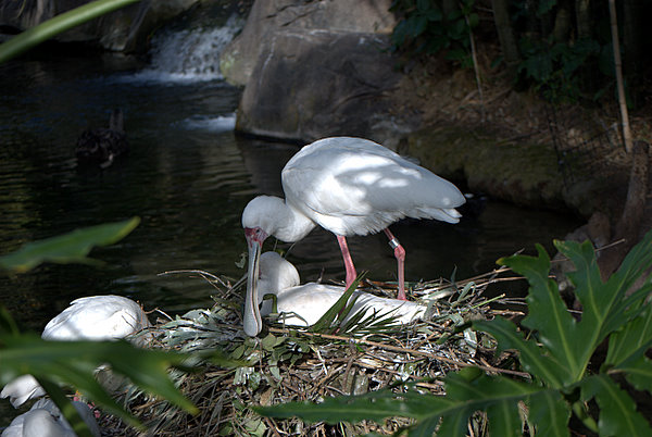 Nesting Birds