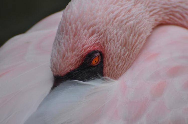 Pretty in Pink