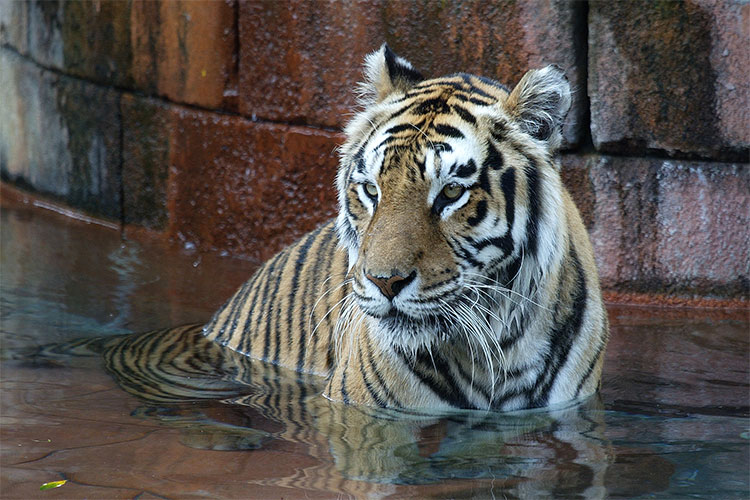 Tiger bath