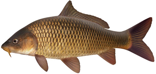 Common-carp-Pat-Tully.jpg